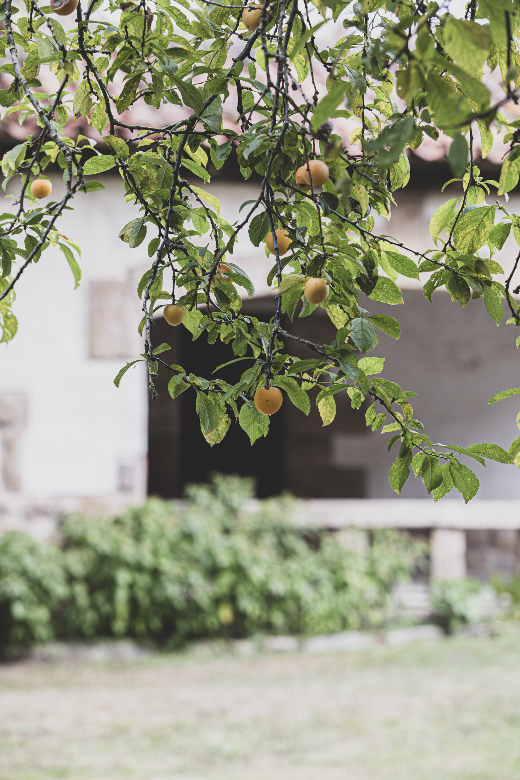 Los frutales de Palacio La Gloria